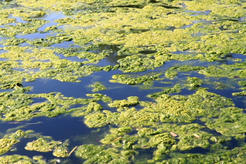 Water bloom, Algal Blooms, Eutrophication & Nutrient Pollution